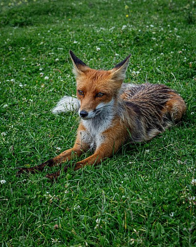 Das ist ein Fuchs 🦊